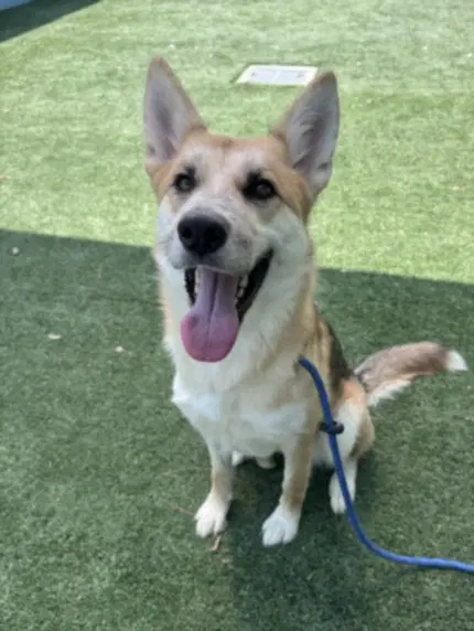 Unknown - German Shepherd Dog