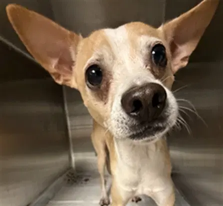 Kenny - Chihuahua