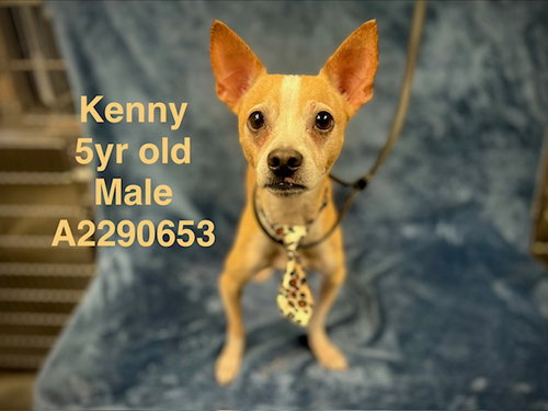 picture of the dog needing adoption