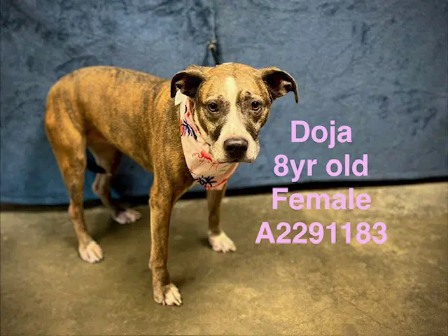 Doja - American Staffordshire Terrier
