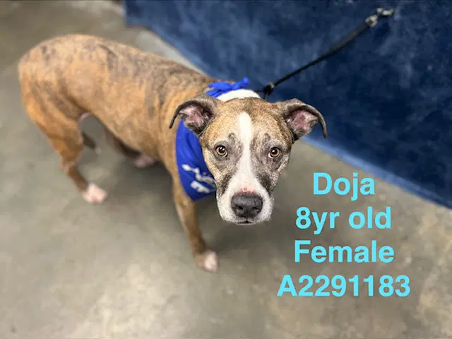 Doja - American Staffordshire Terrier