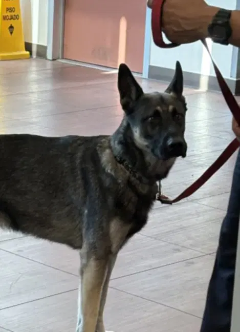Cosmo - Belgian Shepherd Malinois