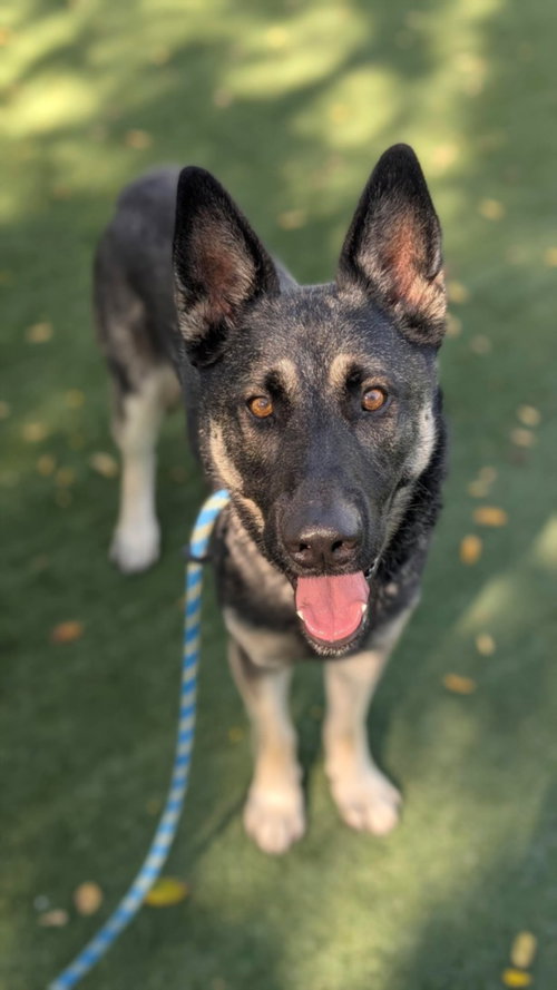 picture of the dog needing adoption