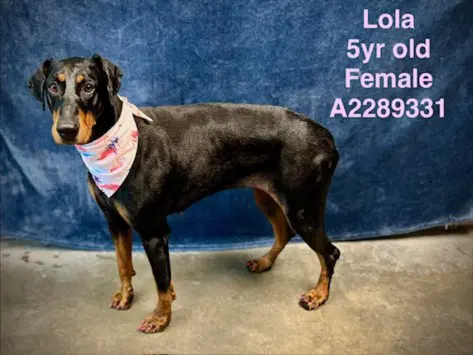 Lola - Doberman Pinscher