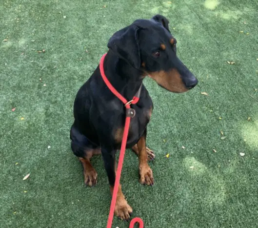 Lola - Doberman Pinscher
