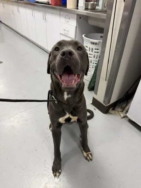 Nero - Cane Corso Mastiff