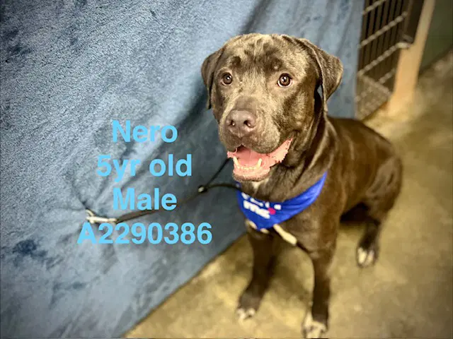 Nero - Cane Corso Mastiff