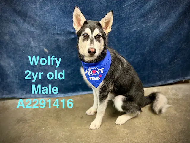 Wolfy - Siberian Husky