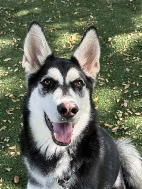 Wolfy - Siberian Husky