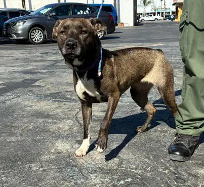 Baby - Pit Bull Terrier