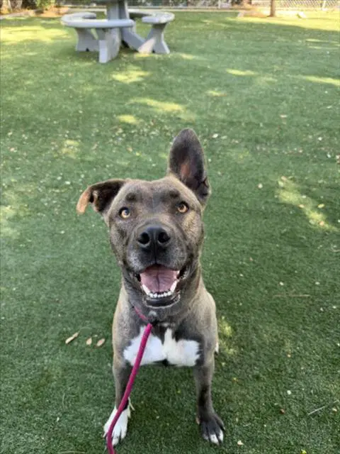 Baby - Pit Bull Terrier