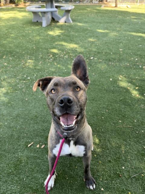 BABY, a dog for adoption from West Valley Animal Care and Control Center