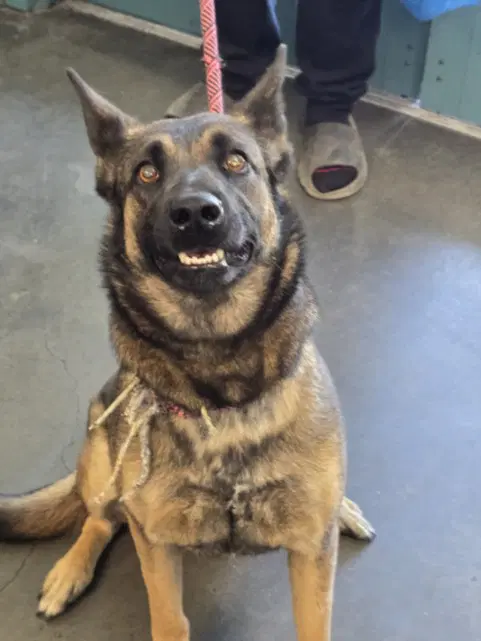 Sadie - German Shepherd Dog
