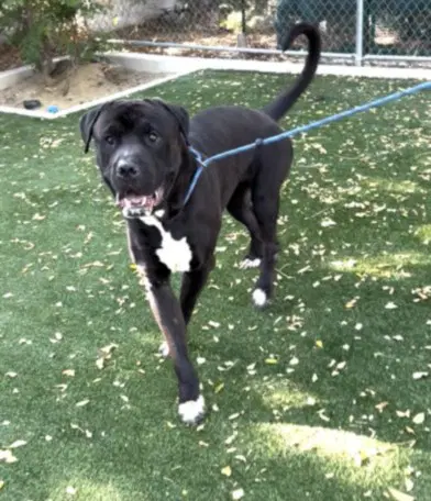 Argos - Cane Corso Mastiff
