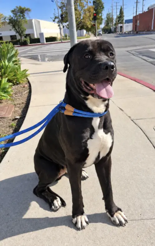 Argos - Cane Corso Mastiff