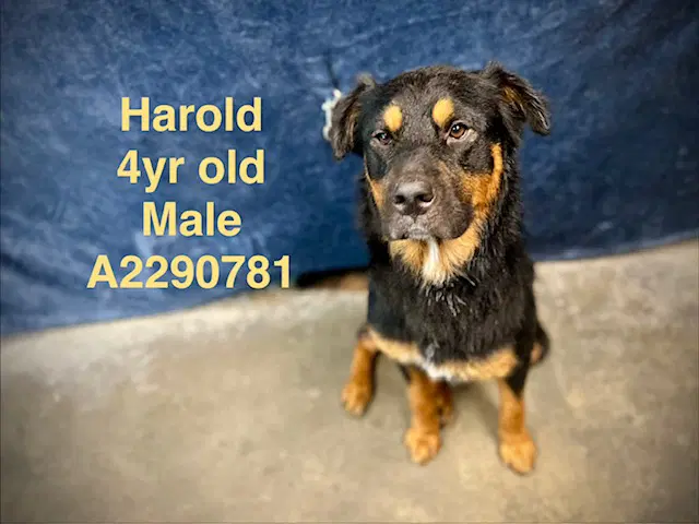 Harold - Rottweiler