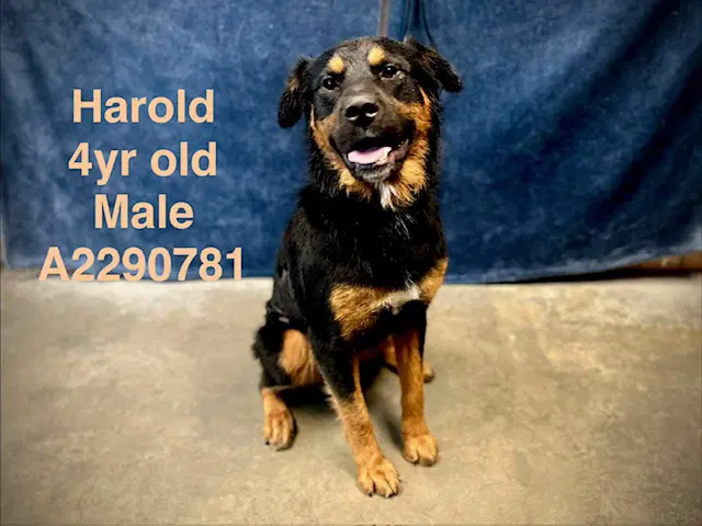 Harold - Rottweiler