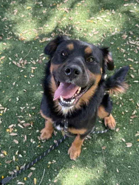Harold - Rottweiler