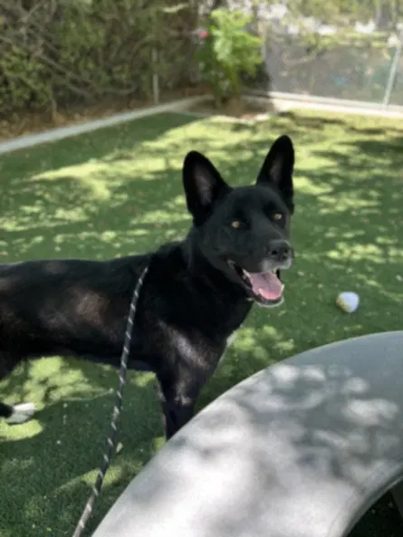 Bella - German Shepherd Dog