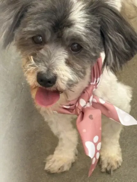 Bruno - Shih Tzu