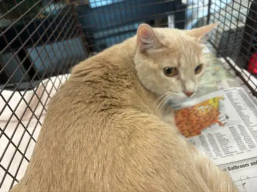 Honey - Domestic Short Hair
