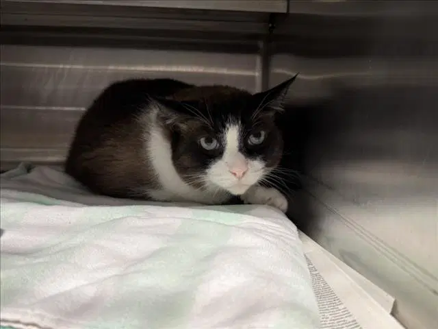 Pickle - Snowshoe