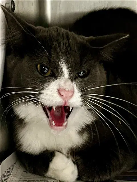 Smokey - Domestic Short Hair