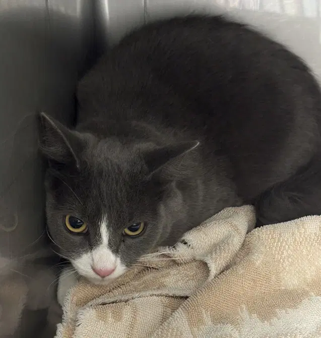 Smokey - Domestic Short Hair