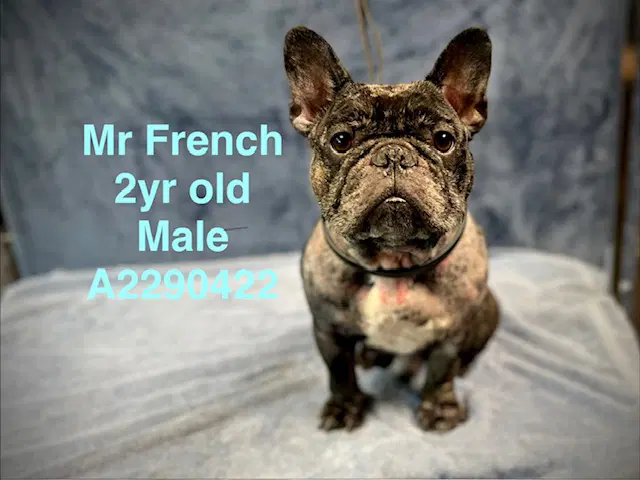 Mr French - French Bulldog