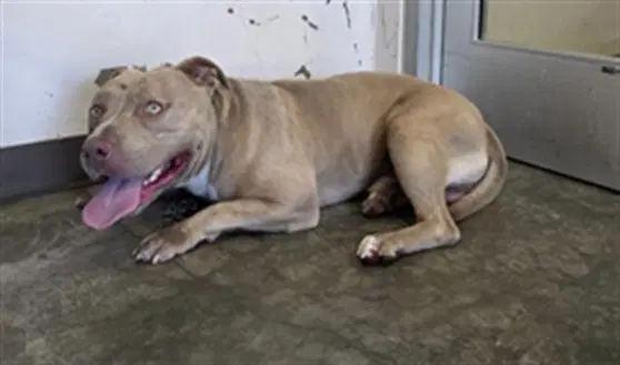 Leviathan - Pit Bull Terrier