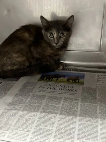 Ripley - Domestic Short Hair
