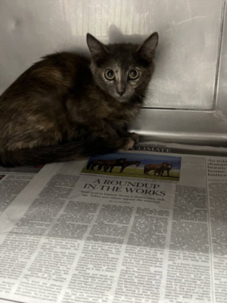 picture of the cat needing adoption