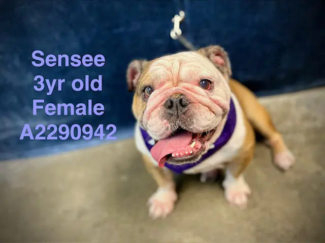 Sensee - English Bulldog