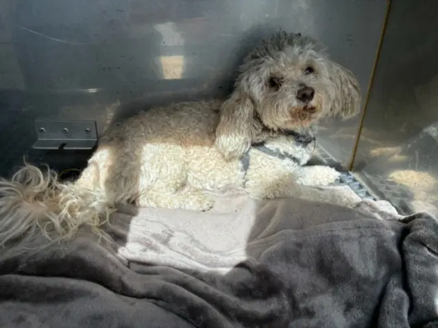 Wolfy - Poodle (Toy)