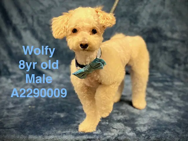 Wolfy - Poodle (Toy)