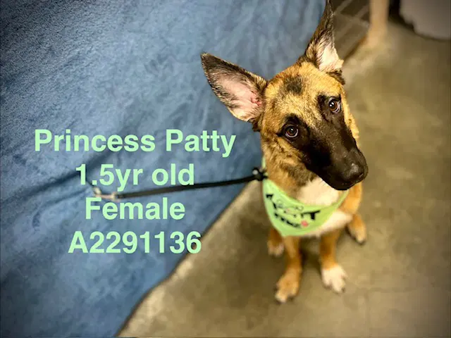 Princess Patty - German Shepherd Dog