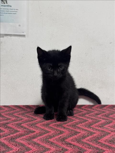 Apollo