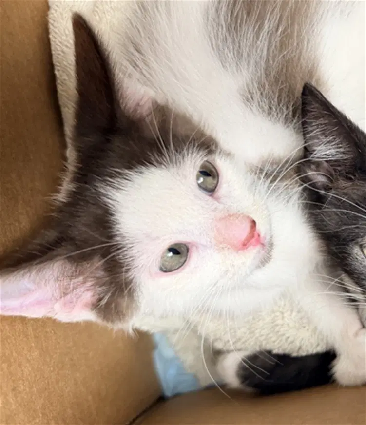 Woody - Domestic Short Hair