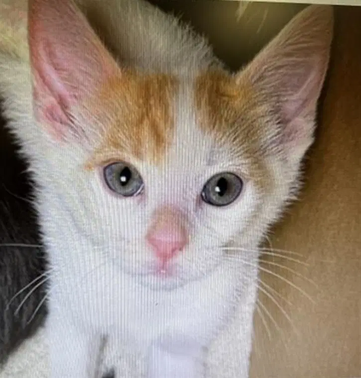 Elvis - Domestic Short Hair