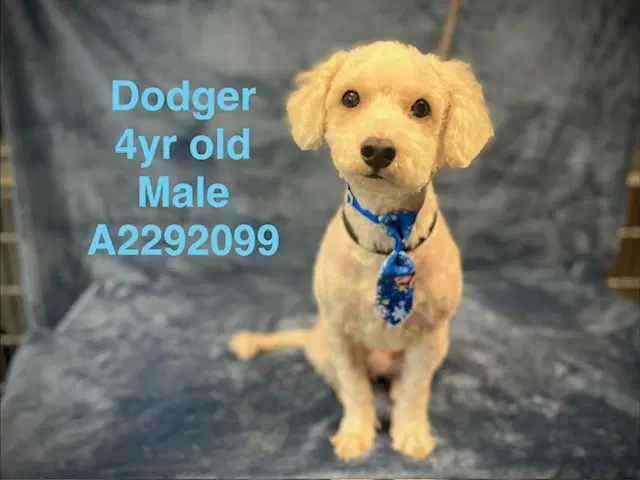 Dodger - Maltese