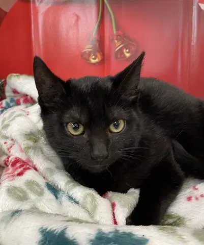 Licorice - Domestic Short Hair