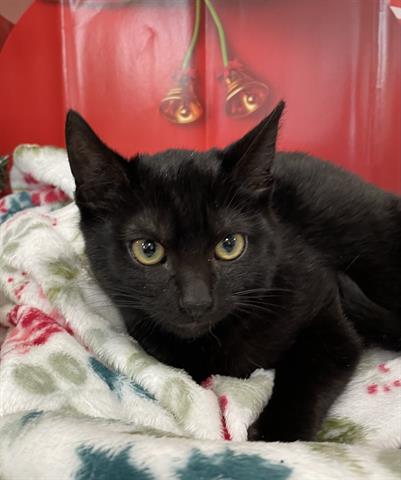 picture of the cat needing adoption