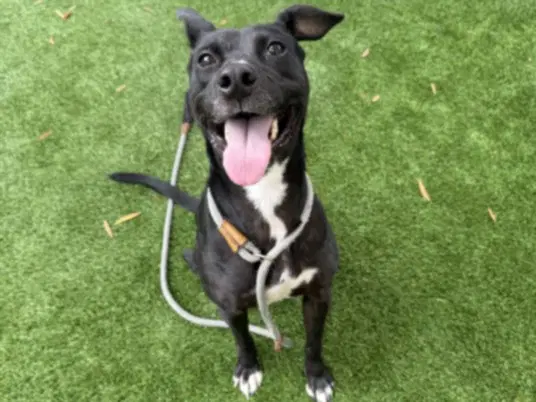 Sunshine - Pit Bull Terrier