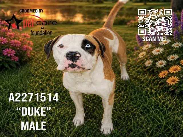Duke - Pit Bull Terrier