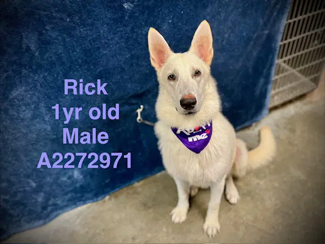 Rick - German Shepherd Dog