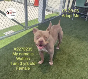 Waffles image 1