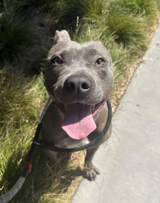 Rue - Pit Bull Terrier