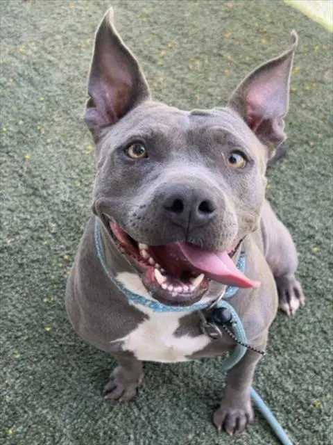 Rue - Pit Bull Terrier
