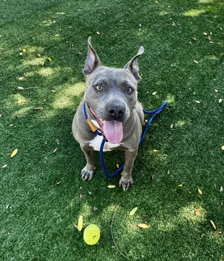 Rue - Pit Bull Terrier