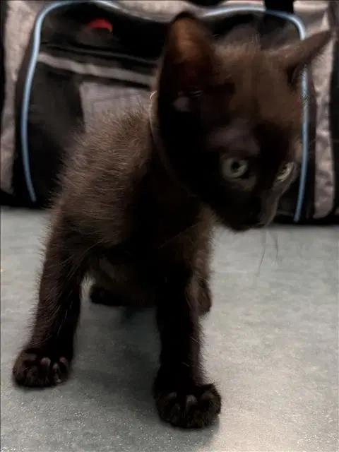 Tamale - Domestic Short Hair